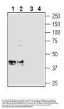 Beta 1 Na+/K+ ATPase (extracellular) Blocking Peptide
