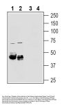 Beta 1 Na+/K+ ATPase (extracellular) Blocking Peptide