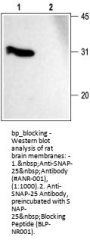 SNAP-25 Blocking Peptide