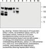 CD56/NCAM1 Blocking Peptide