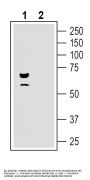 Parkin Blocking Peptide