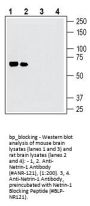 Netrin-1 Blocking Peptide
