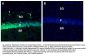 SORL1 (extracellular) Blocking Peptide
