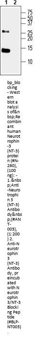 Neurotrophin 3/NT-3 Blocking Peptide