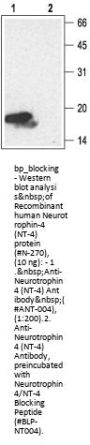 Neurotrophin 4/NT-4 Blocking Peptide