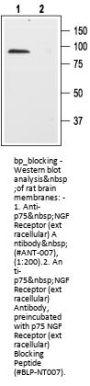 p75 NGF Receptor (extracellular) Blocking Peptid