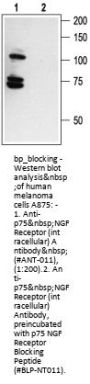 p75 NGF Receptor Blocking Peptide