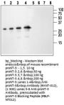 proNT-3 Blocking Peptide