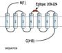 Neurotensin Receptor 1 Blocking Peptide