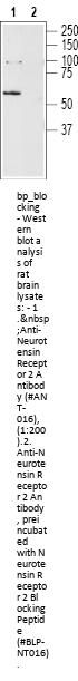 Neurotensin Receptor 2 Blocking Peptide