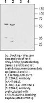 ENT1/SLC29A1 Blocking Peptide