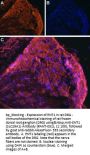 ENT1/SLC29A1 Blocking Peptide