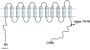 NKCC2/SLC12A1 Blocking Peptide