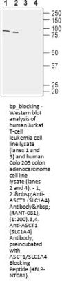 ASCT1/SLC1A4 Blocking Peptide