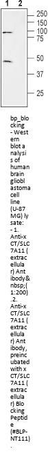 xCT/SLC7A11 Blocking Peptide