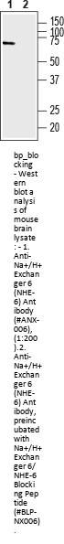 Na+/H+ Exchanger 6/NHE-6 Blocking Peptide