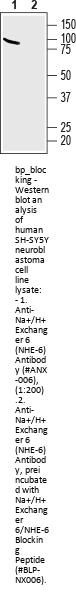 Na+/H+ Exchanger 6/NHE-6 Blocking Peptide