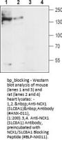 NCX1/SLC8A1 Blocking Peptide