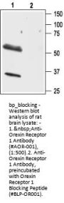 Orexin Receptor 1 Blocking Peptide