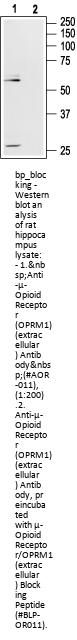 mu-Opioid Receptor/OPRM1 Blocking Peptide