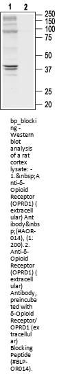 delta-Opioid Receptor/OPRD1 Blocking Peptide