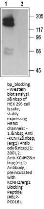 KCNH2/erg1 Blocking Peptide