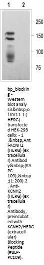 KCNH2/HERG Blocking Peptide