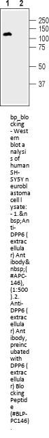 DPP6 Blocking Peptide