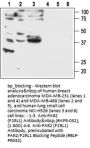 PAR2/F2RL1 Blocking Peptide