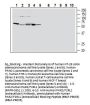Human PAR2/F2RL1 (ext) Blocking Peptide