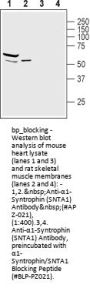 alpha1-Syntrophin/SNTA1 Blocking Peptide