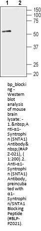 alpha1-Syntrophin/SNTA1 Blocking Peptide