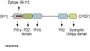 beta1-Syntrophin/SNTB1 Blocking Peptide