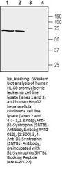 beta1-Syntrophin/SNTB1 Blocking Peptide