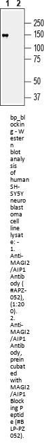 MAGI2/AIP1 Blocking Peptide