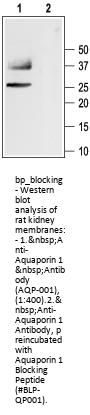 Aquaporin 1 Blocking Peptide