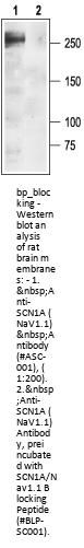 SCN1A/Nav1.1 Blocking Peptide