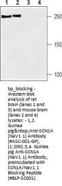 SCN1A/Nav1.1 Blocking Peptide