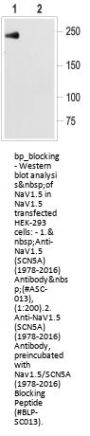 Nav1.5/SCN5A Blocking Peptide