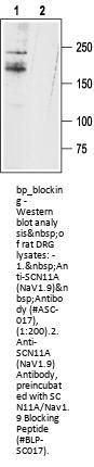 SCN11A/Nav1.9 Blocking Peptide