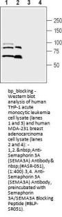 Semaphorin 3A/SEMA3A Blocking Peptide