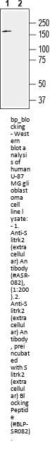 Slitrk2 Blocking Peptide