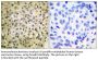 Smad3 Antibody