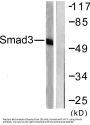 Smad3 Antibody