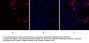 Caspase-8 Antibody