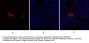 Caspase-8 Antibody