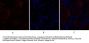 Caspase-8 Antibody