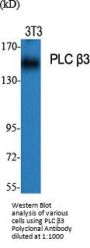PLC β3 Antibody