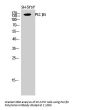 PLC β3 Antibody