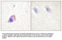 PLC β3 Antibody